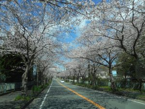 お花見ドライブⅡ★湘南佐島★